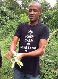 Folha de Pau-Sabão, um detergente natural das florestas de São Tomé