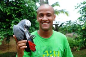 Papagaio cinzento, símbolo de São Tomé. Ilha do Príncipe.